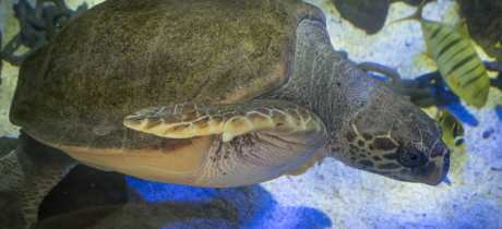 A turtle at SEA LIFE Scarborough