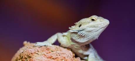 Bearded dragon at St Andrews Aquarium