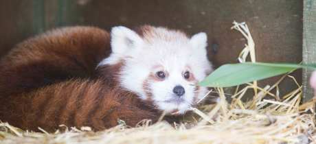 Red panda at Fota Wildlife Park in Carrigtwohill