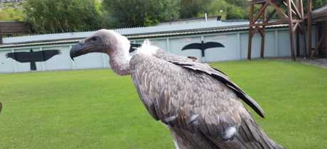 Vulture at Burren Bird of Prey Centre in Ballyvaughan