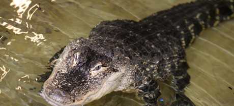 Crocodile at Crocodiles of the World in Brize Norton