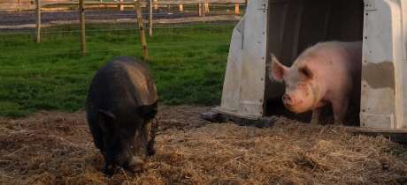 Pigs at Washbrooks Family Farm in Hassocks