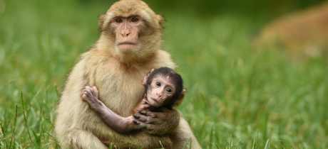 A mum and a baby monkey at Trentham Monkey Forest in Staffordshire