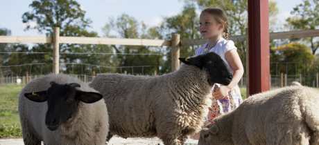 Girl with sheep at Studley Grange Garden and Leisure Park in Swindon