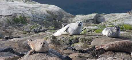 Seals at Calums Plockton Seal Trips