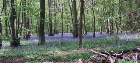 Bluebells at Rufford Abbey Country Park in New Ollerton