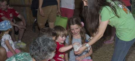 Kids petting animals at Newbridge Farm Park in Ledbury