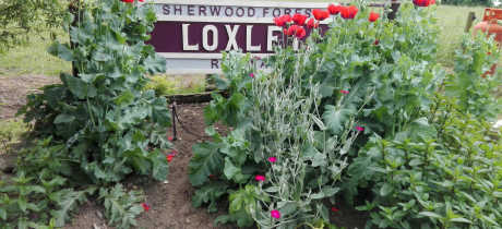 Sign of Sherwood Forest Railway in Edwinstowe
