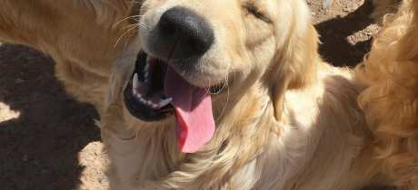 The Golden Retriever Experience - Featured Image - 2