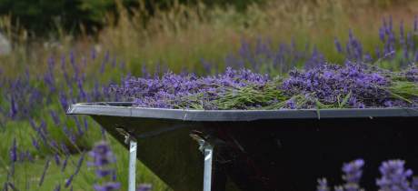 Welsh Lavender Ltd - Featured Image - 2