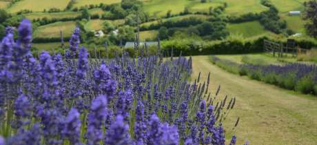 Welsh Lavender Ltd - Featured Image - 3