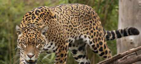 Hertfordshire Zoo (Previously Paradise Wildlife Park) - Featured Image - 2