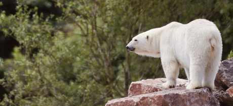 Peak Wildlife Park - Featured Image - 2
