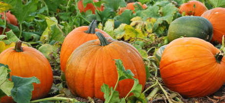Cobbs Farm Pumpkins - Featured Image - 2