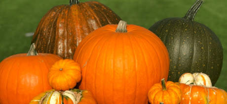 Cairnie Fruit Farm Pumpkin Patch - Featured Image - 2