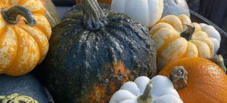 Saxby's Cider and Grange Farm Pick Your Own Pumpkins - Featured Image - 3