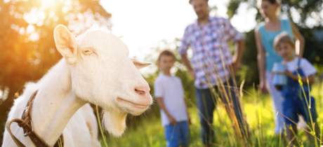 Raglan Farm Park - Featured Image - 2