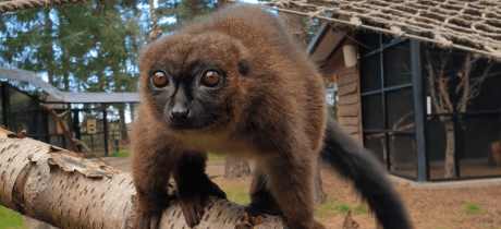 Yorkshire Wildlife Park - Featured Image - 2