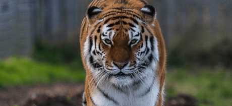 Yorkshire Wildlife Park - Featured Image - 3