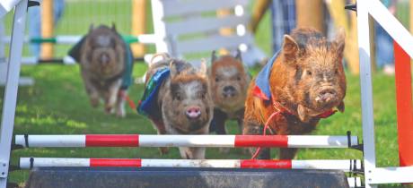 Pennywell Farm - Featured Image - 4
