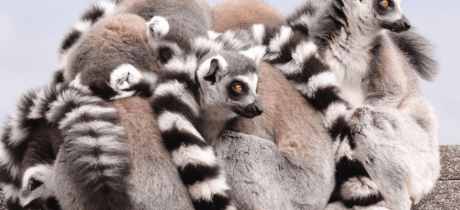 Belfast Zoo - Featured Image - 2