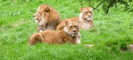 Belfast Zoo - Featured Image - 3