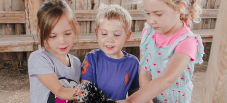 Cholderton Rare Breeds Farm - Featured Image - 3
