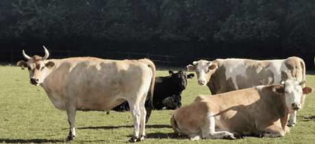 Foal Farm Animal Rescue Centre - Featured Image - 2