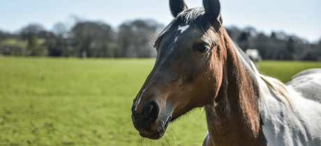 Foal Farm Animal Rescue Centre - Featured Image - 3