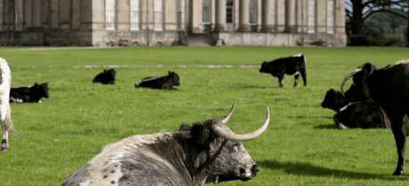 National Trust Attingham Park - Featured Image - 3