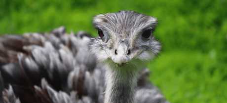 Northumberland Zoo - Featured Image - 3