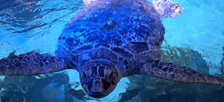 SEA LIFE Manchester - Featured Image - 4