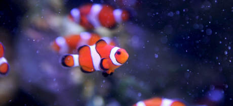 SEA LIFE Blackpool - Featured Image - 4