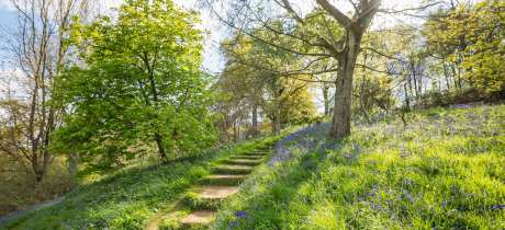 Winkworth Arboretum - National Trust - Featured Image - 2