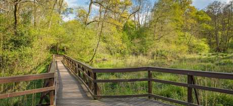 Winkworth Arboretum - National Trust - Featured Image - 3