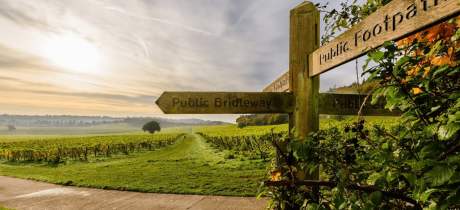 Denbies Wine Estate - Featured Image - 3