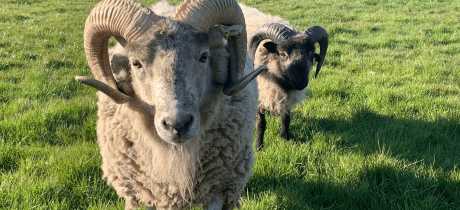 Forge Mill Farm - Featured Image - 2