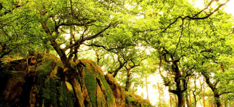 Charnwood Forest Leicestershire - Featured Image - 2