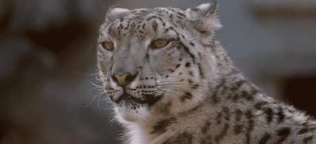 Banham Zoo - Featured Image - 4