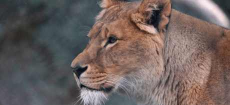 Africa Alive! - Featured Image - 3