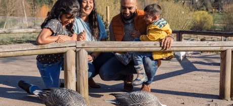WWT Washington Wetland Centre - Featured Image - 2