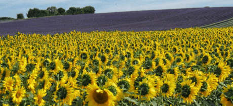 Hitchin Lavender - Featured Image - 2