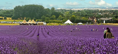 Hitchin Lavender - Featured Image - 3