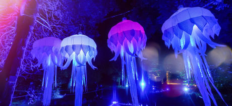 Forest of Light at Beamish Hall - Featured Image - 2