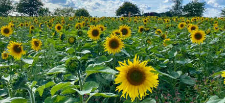 Kenyon Hall Farm - Featured Image - 2