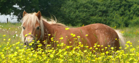 Shetland Pony Club - Featured Image - 2