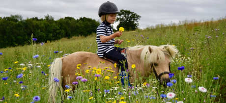 Shetland Pony Club - Featured Image - 4