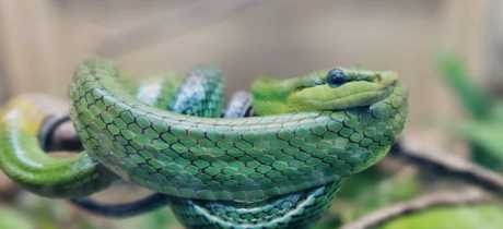 Tropical World Roundhay - Featured Image - 2