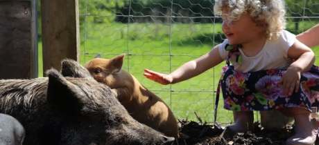 Piggy Pet and Play - Featured Image - 2
