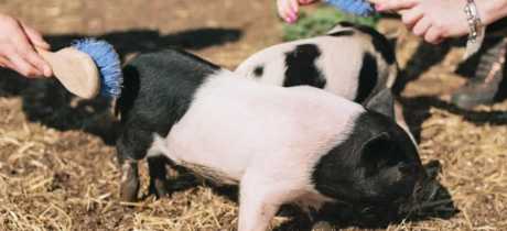Piggy Pet and Play - Featured Image - 4